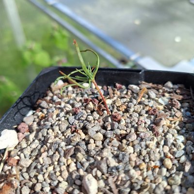 Japanese Black Pine 2