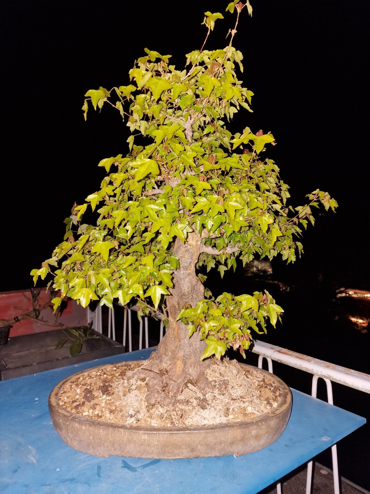 Photo 20