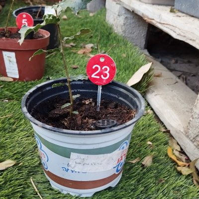 Дуб таворский 🌳 ДТа23