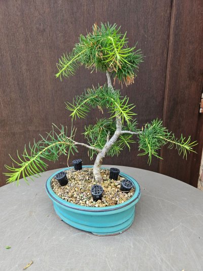 Larix decidua