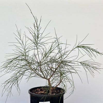 Swamp Sheoak “Green Wave”