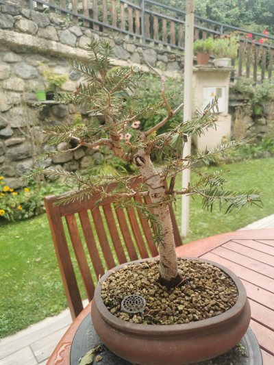 Sapin