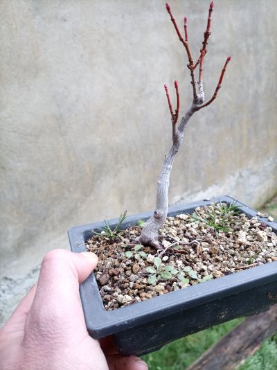 Shohin rouge