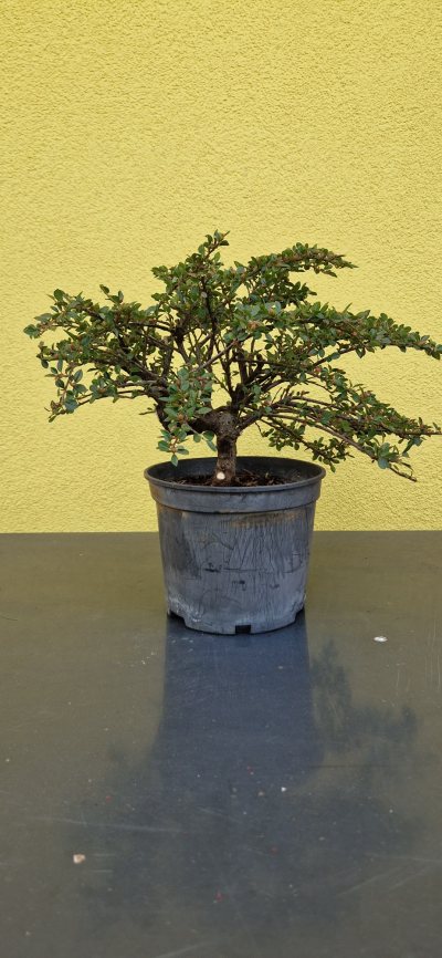 Cotonoteaster