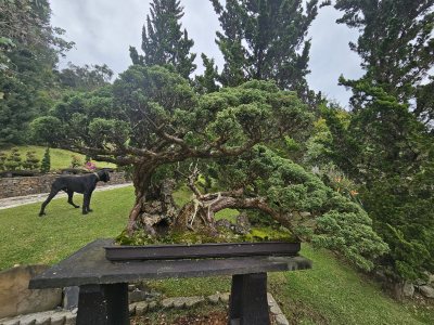 San Jose Doble Semi Cascada