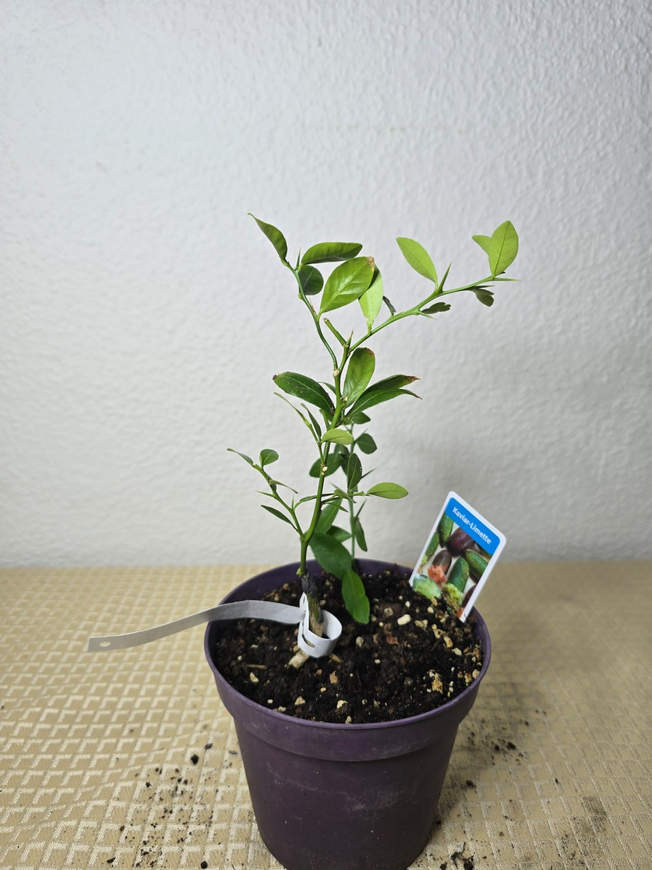 Photo 12