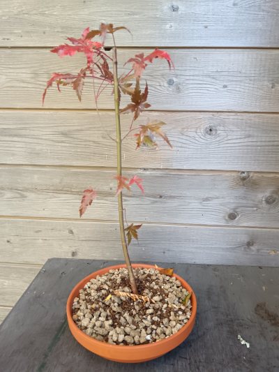 Acer