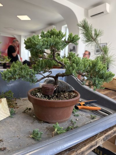 JUNIPERUS PROCUMBENS