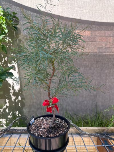 Willow Peppermint Gum