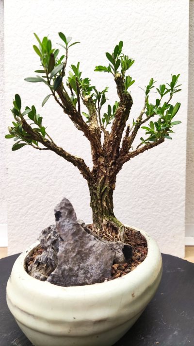 Buxus