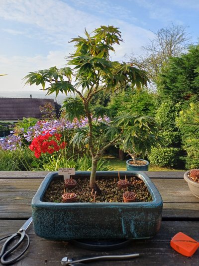 Acer Palm Mikawa Yatsubusa