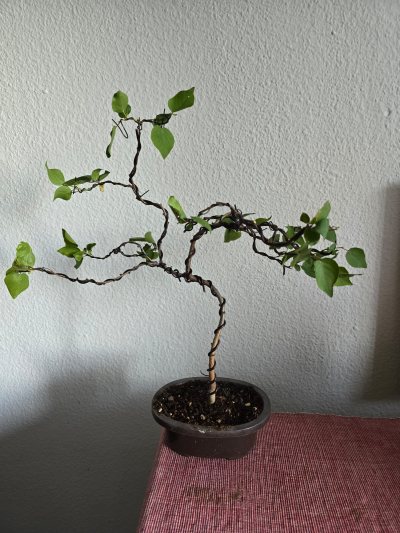 Aprikosenbaum 001