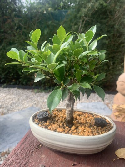 Ficus (4)