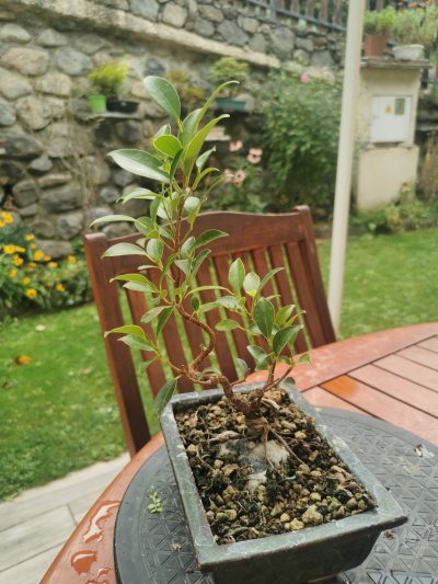 Ficus 3