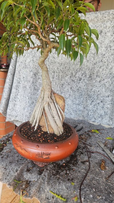 Bonsai Ficus Jonnhy