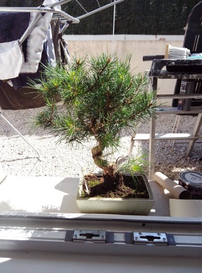 Pinus