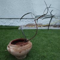 Umtopfen - 09.02.26 - Photo 1/1