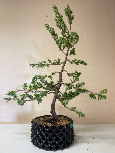 Juniperus rigida ‘Blue Alps’