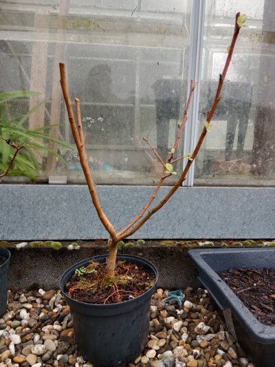 Pommier malus evereste