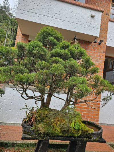 Bosque Cipres en Agua