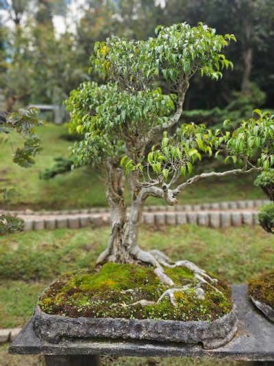 Laurel Terraza 1