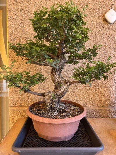 Olmo parviflora