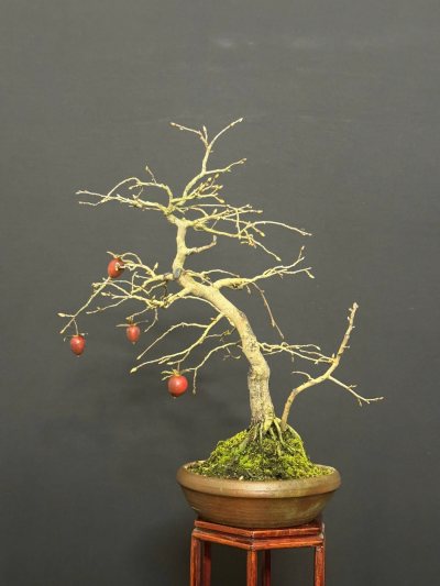 Persimmon 2