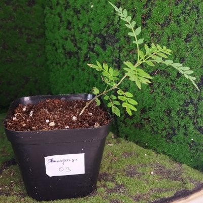 Жакаранда мимозолистная ЖМи03 🌳≈○⌂◇