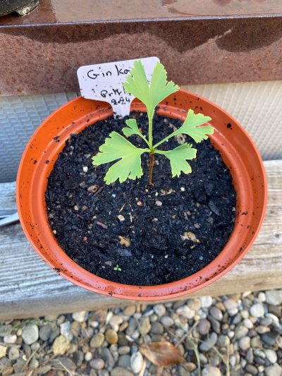 Ginkgo 01