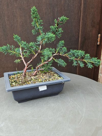 Juniperus chinensis