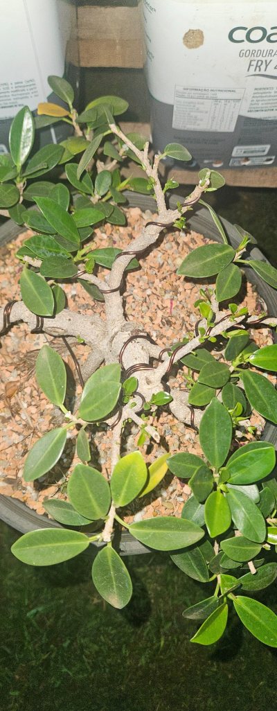Ficus Kombi
