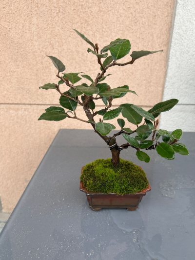 Elaeagnus