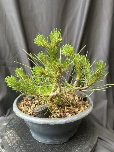 Pin Sylvestre