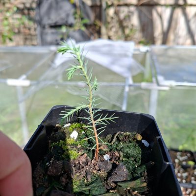 Himalayan Cypress 3