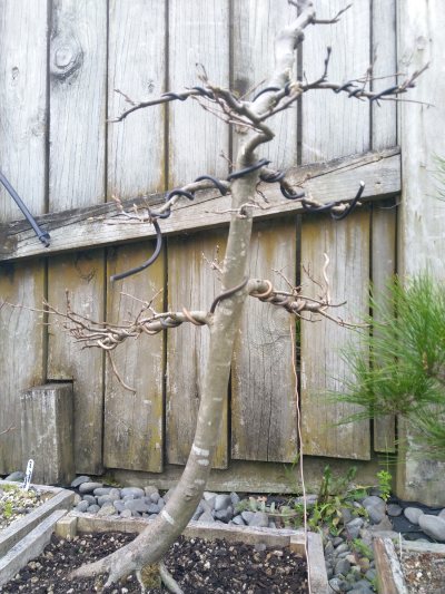 Hornbeam 001