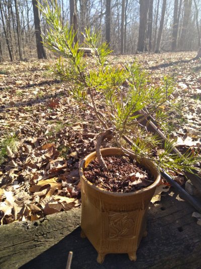 Veginia Pine, Mame Yamadory