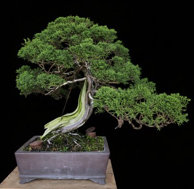 Genevrier yamadori anthony