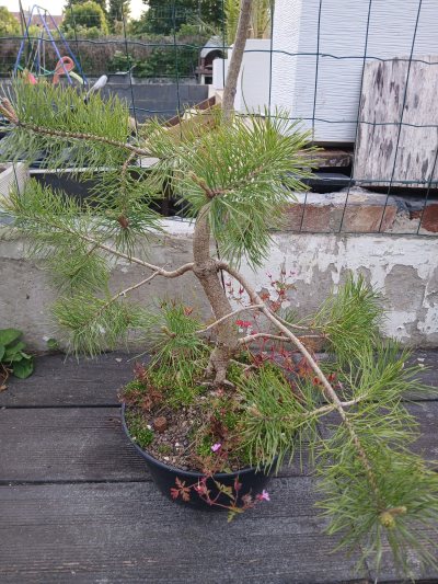 Pin Sylvestre #1