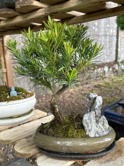 Podocarpus