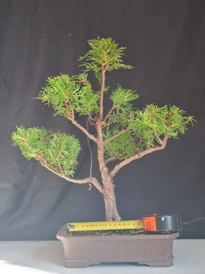 Vendita: Thuja