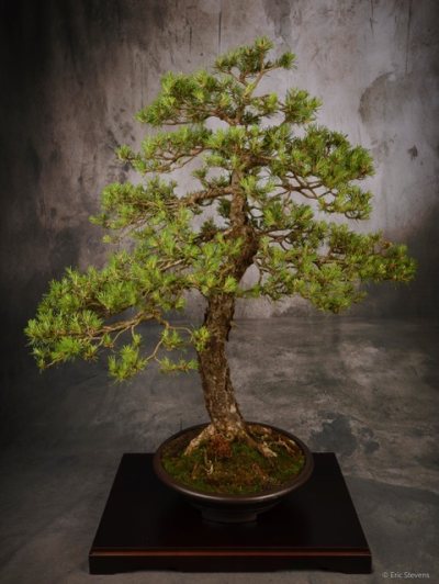Pin sylvestre