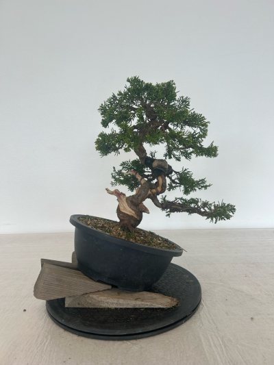 Itoïgawa 2 Juniperus