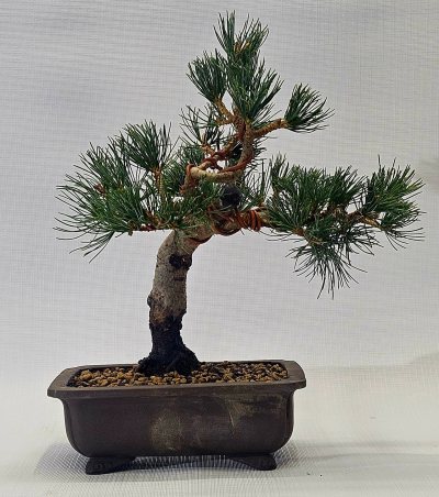 White Pine Myojo