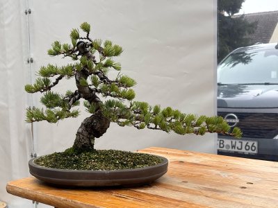Japanische Mädchenkiefer L