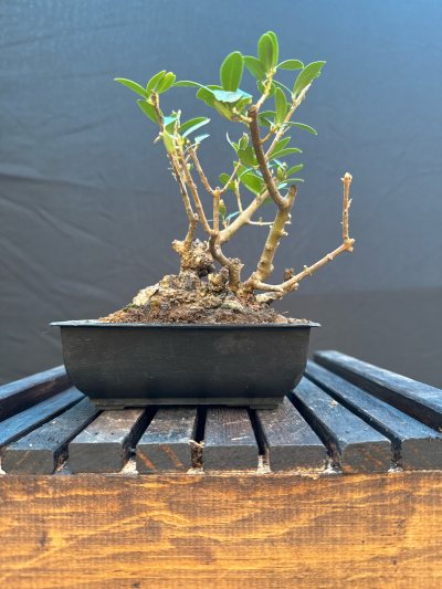 Olivo