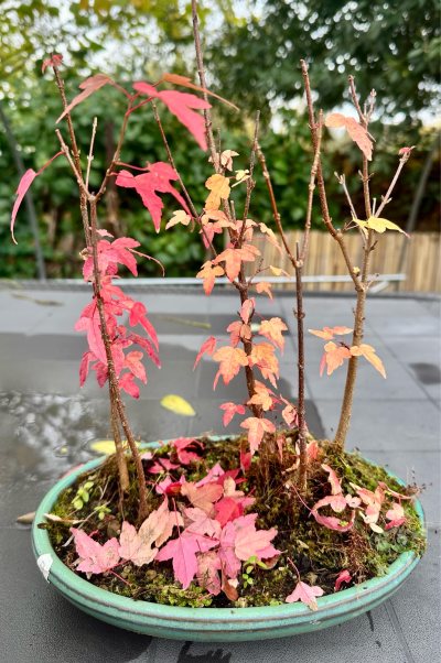 Acer Buergerianum