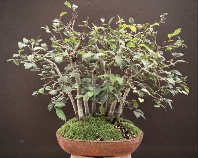 Shohin forêt Orme champêtre