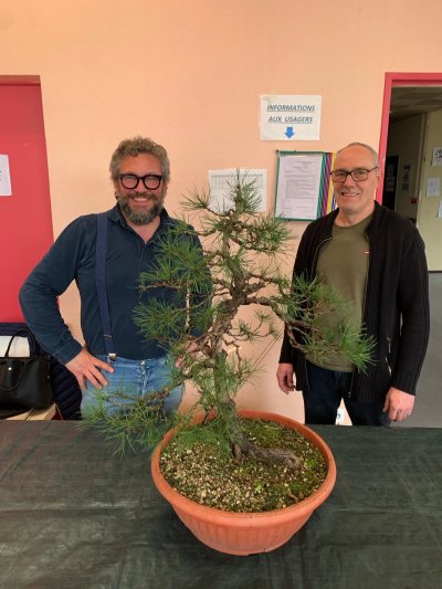 Pin sylvestre