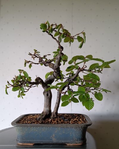 Carpinus
