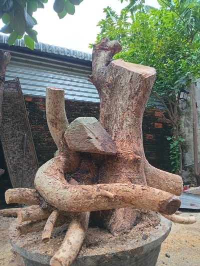 Trực quân tử